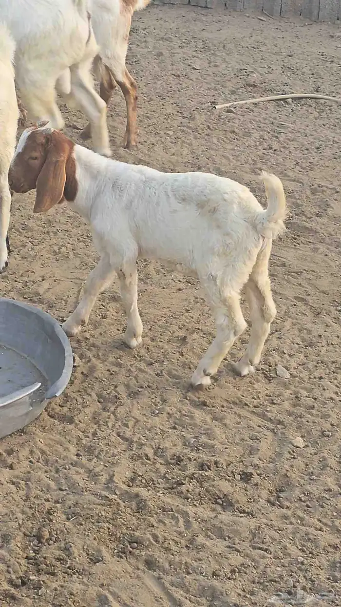 مشروع فحل بورقت الموقع القنفذه 1