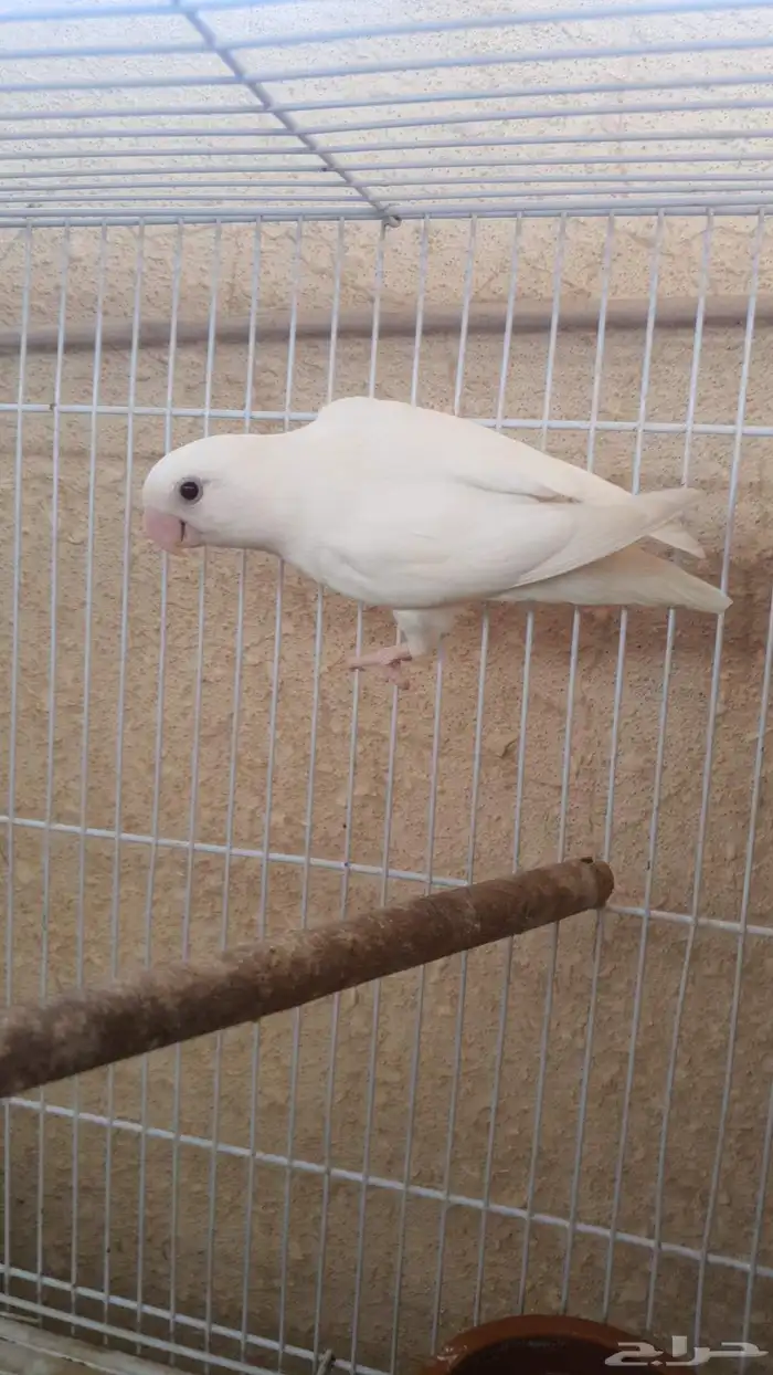 جوز روز البينو 5