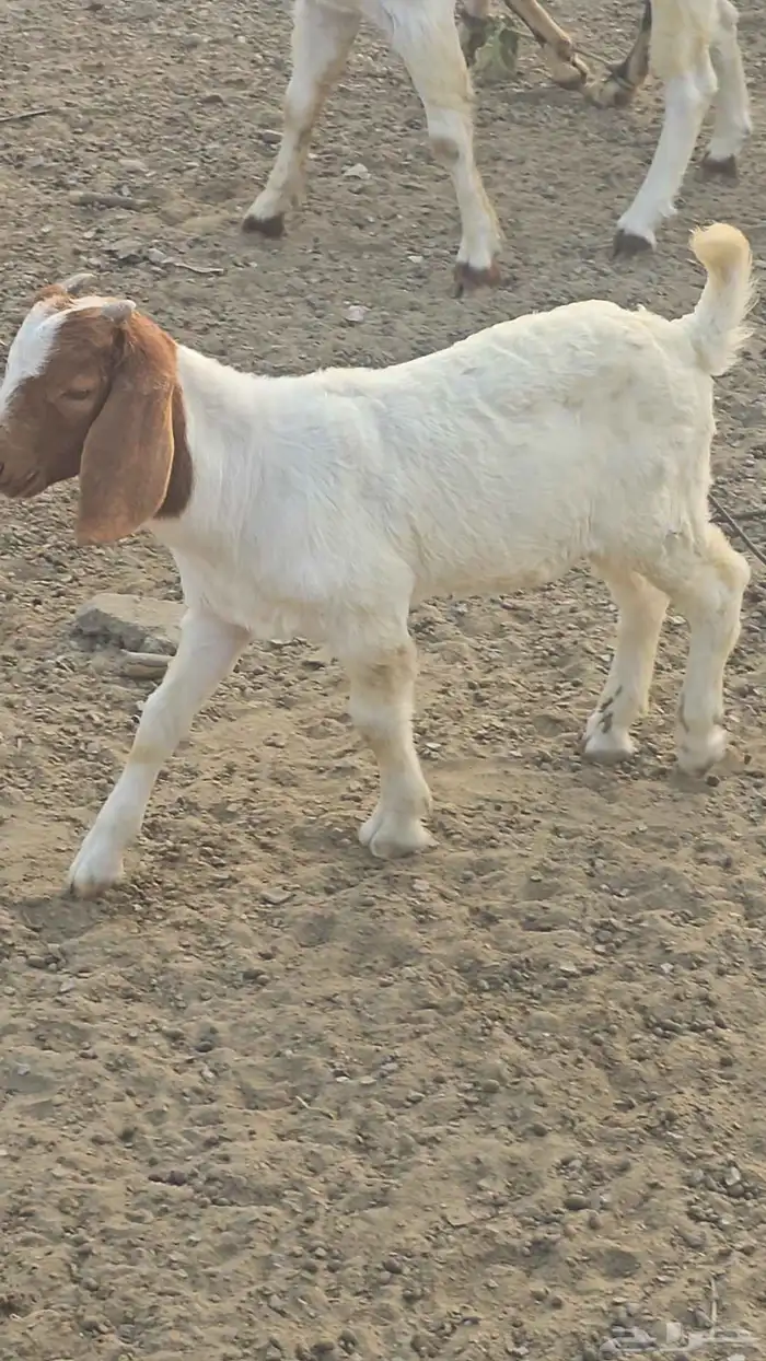 مشروع فحل بورقت الموقع القنفذه 0