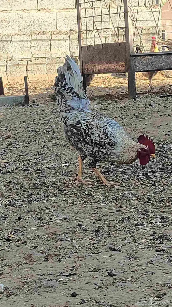 ديكه للبيع 6