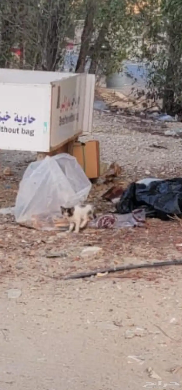 قط ضغير جدا حجمه أصغر من الكف للتبني 0