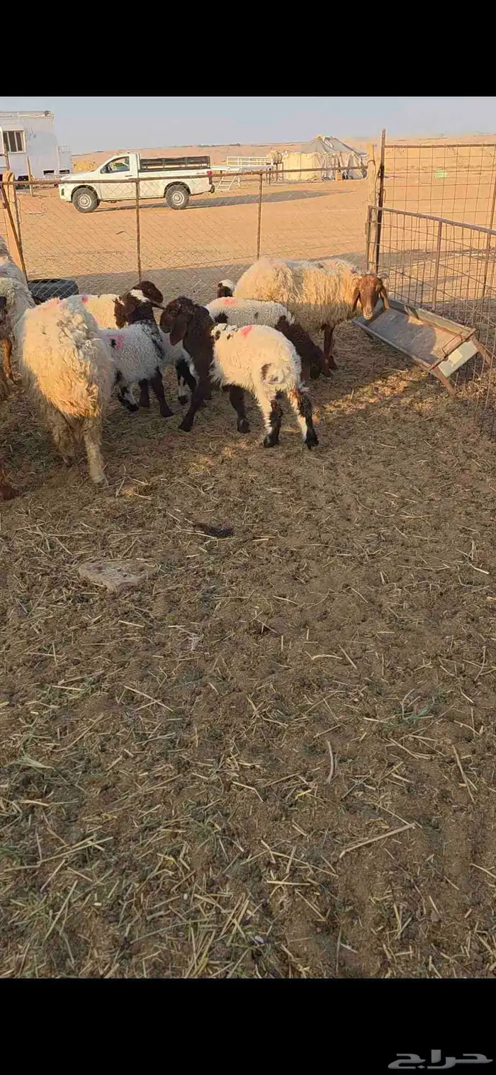 نعيم مواليد 2