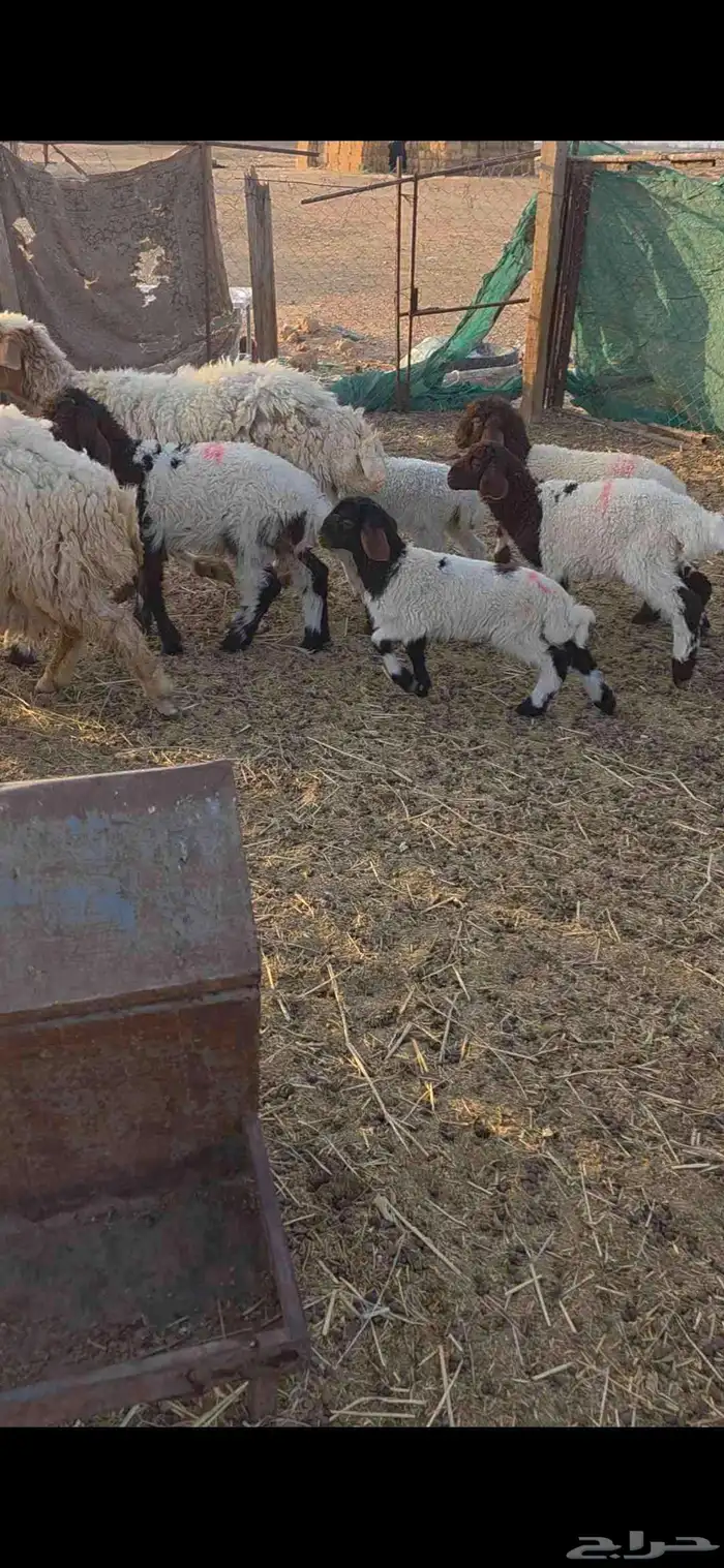 نعيم مواليد 3