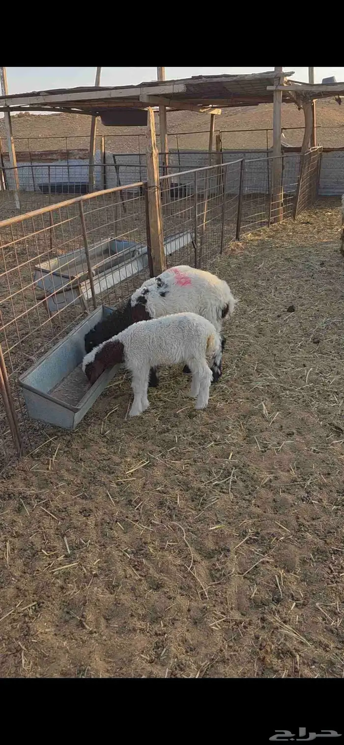 نعيم مواليد 0