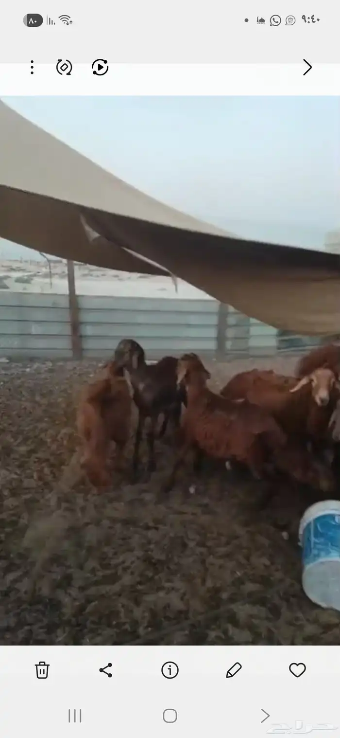 جذعان سواكني للبيع الدمام قريب سوق اىغنم 0