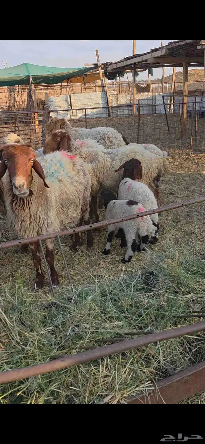 نعيم مواليد 4