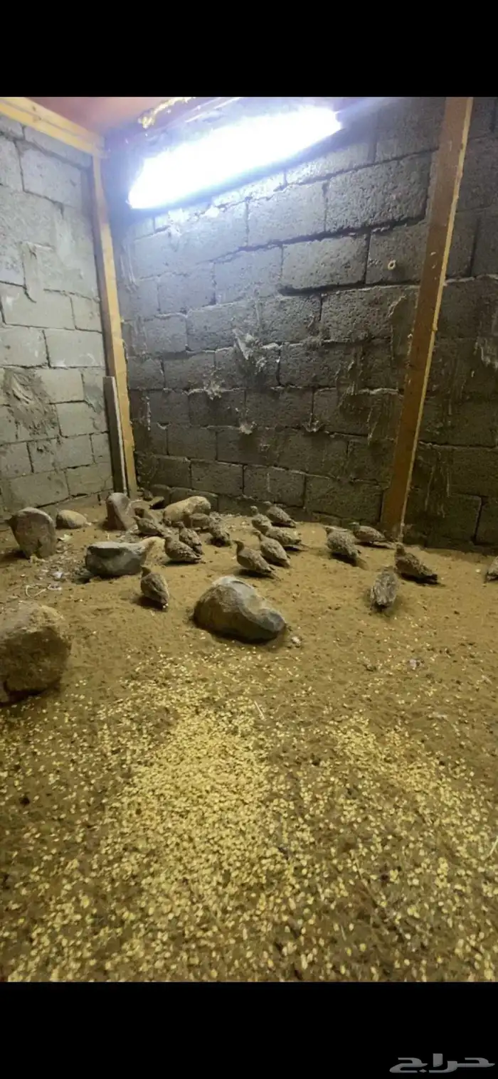 قطا لا البيع 0