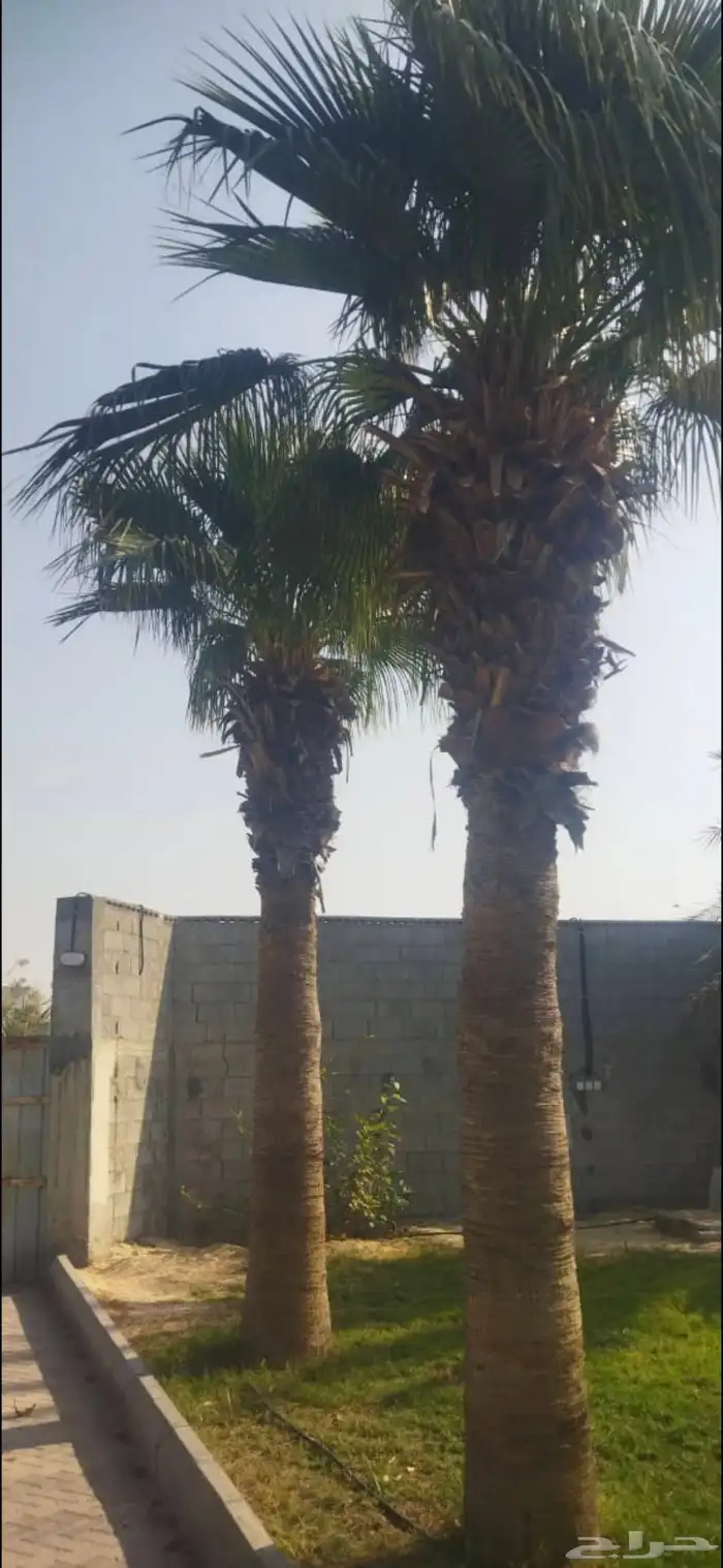 نخيل واشنطون للبيع 0