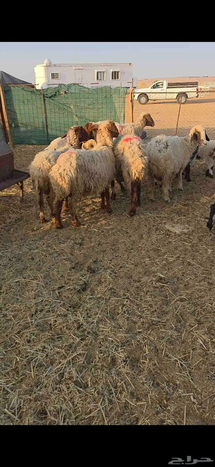 نعيم مواليد 1