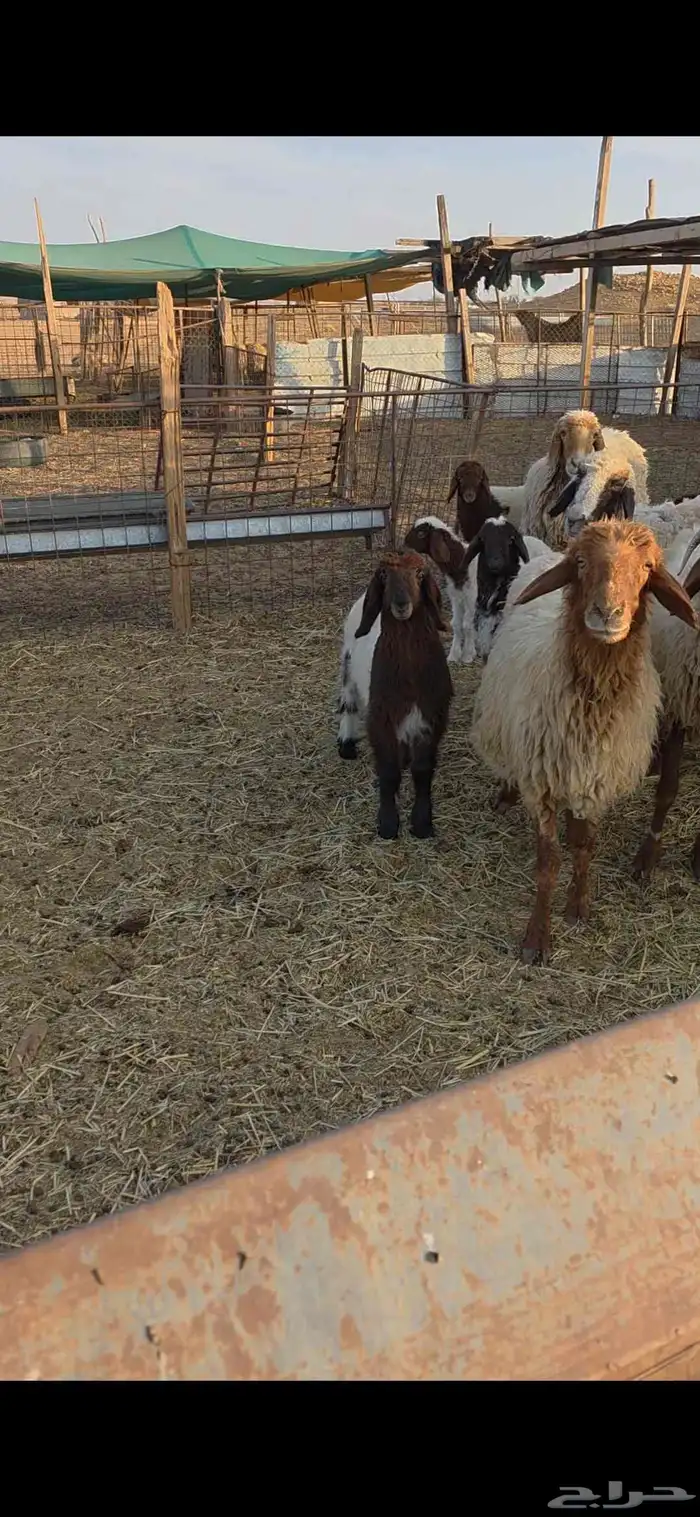 نعيم مواليد 5