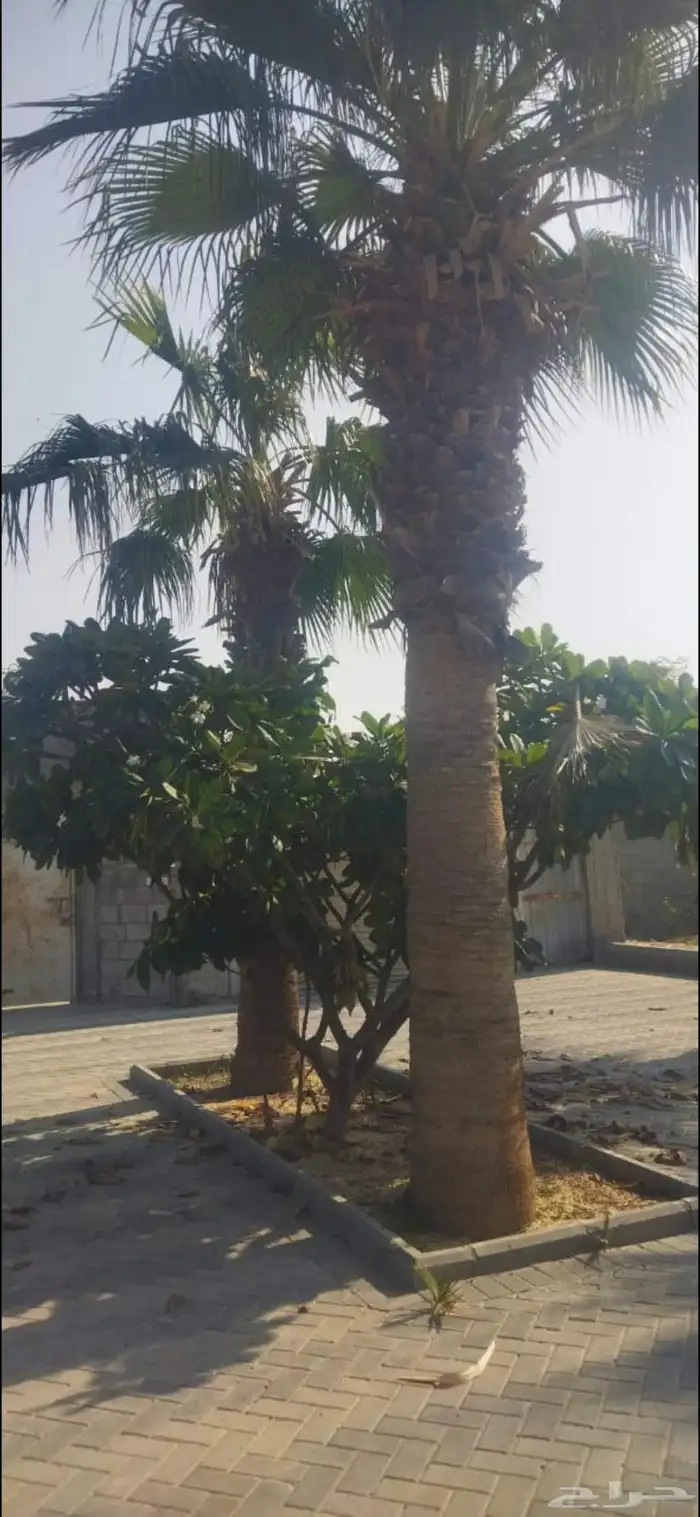 نخيل واشنطون للبيع 1