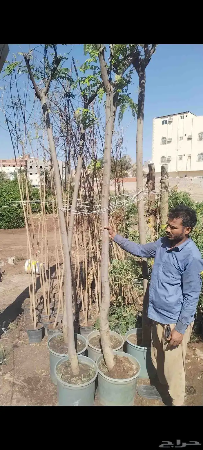 اشجار وشتلات اكاسيا نيدوزا 0