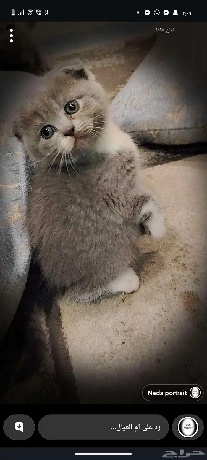 للبيع 5 قطط كيتن سكوتش فولد وراغدول العمر 43 يوم 5