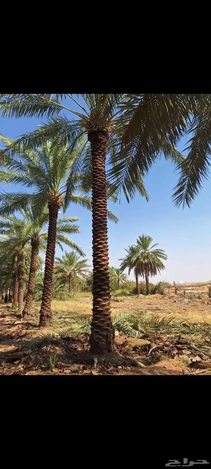 توريد وترحيل النخيل جميع مناطق مملكه 7