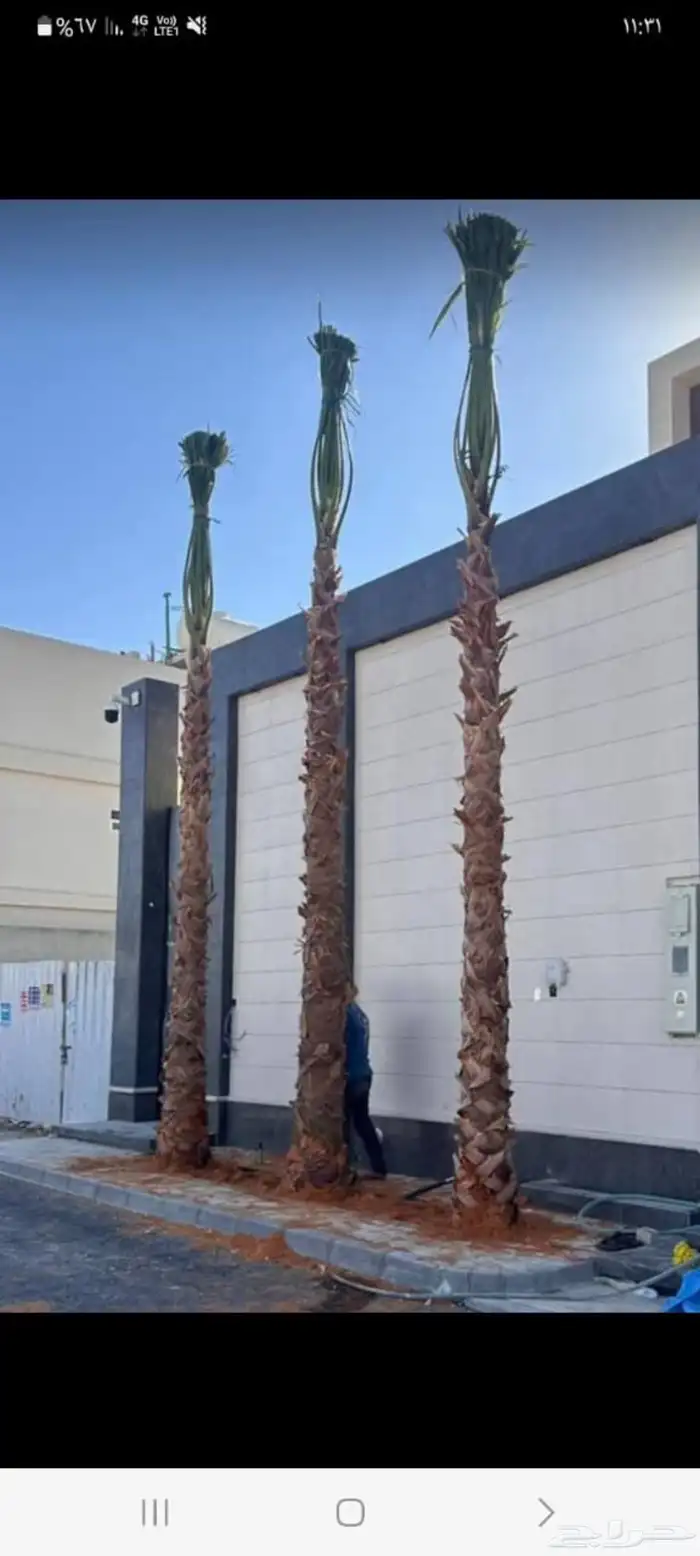توريد وترحيل النخيل جميع مناطق مملكه 8