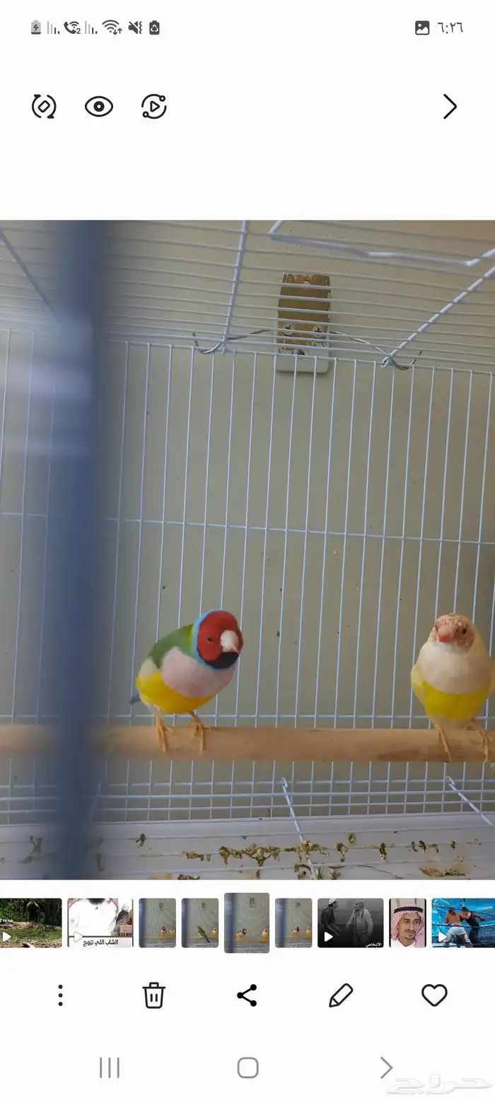 زوج قولدن منتج 3