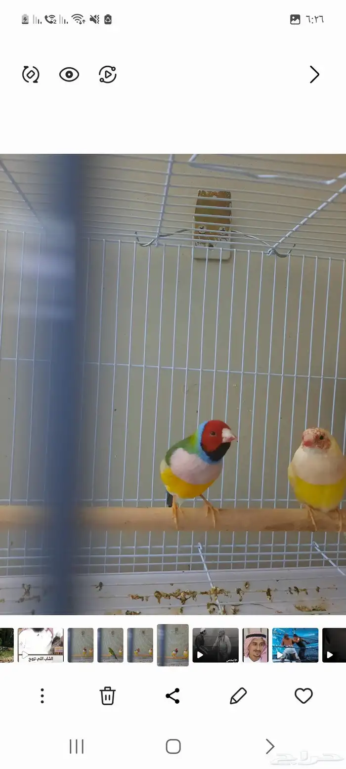 زوج قولدن منتج 0