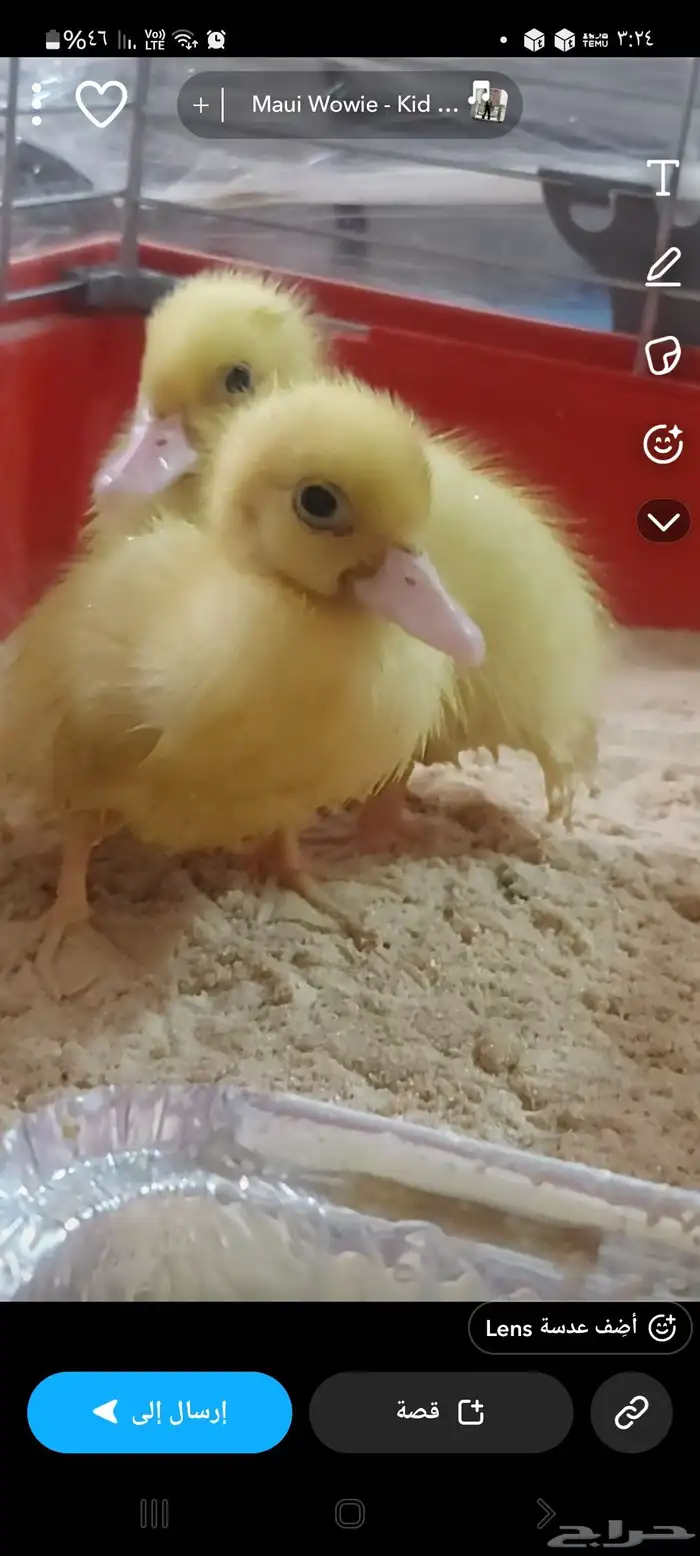 البط   2 مع قفص كبير 0