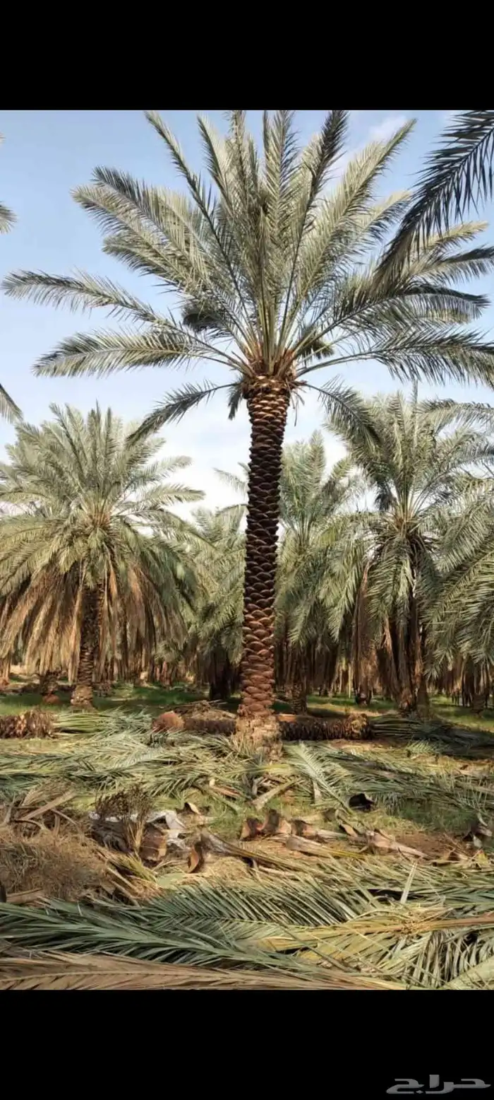 توريد وترحيل النخيل جميع مناطق مملكه 5