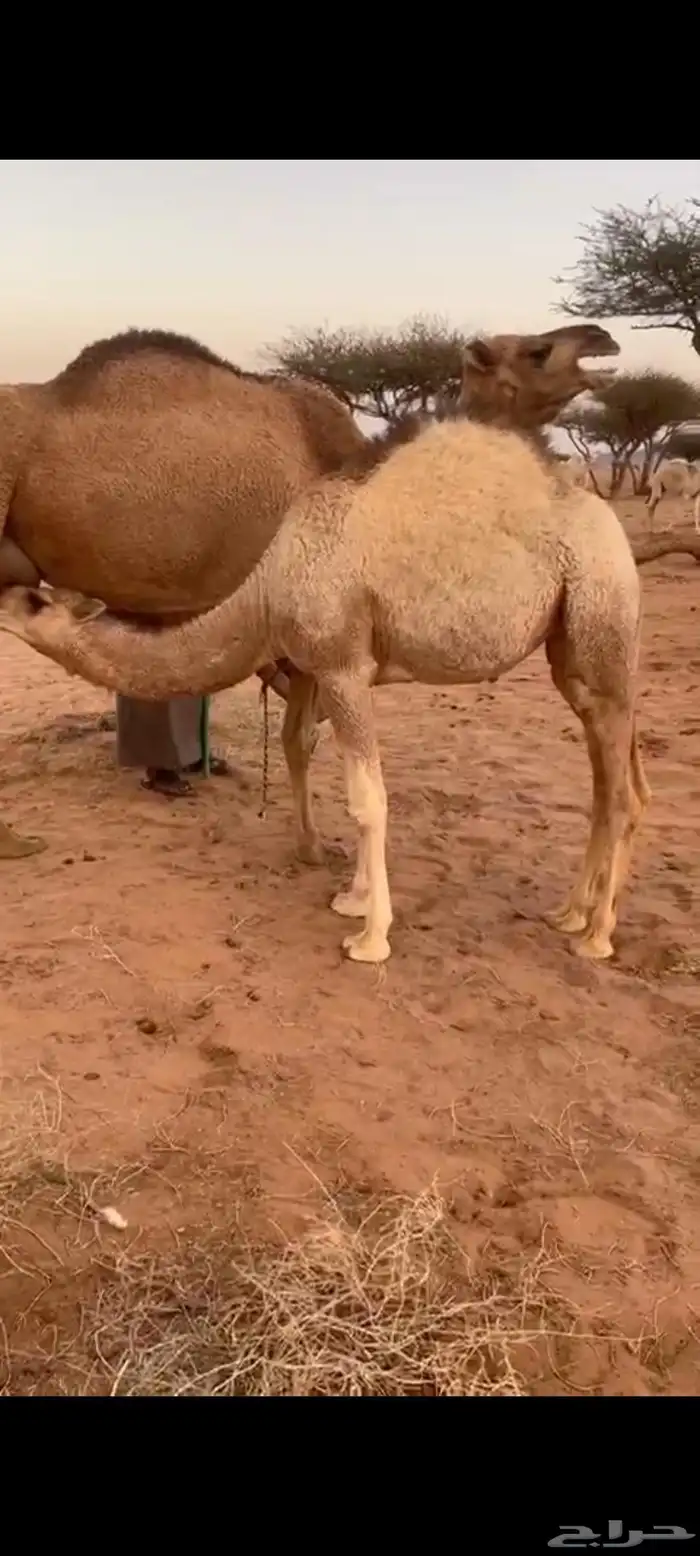 للبيع بكره على الحليب سمين وجبره 0