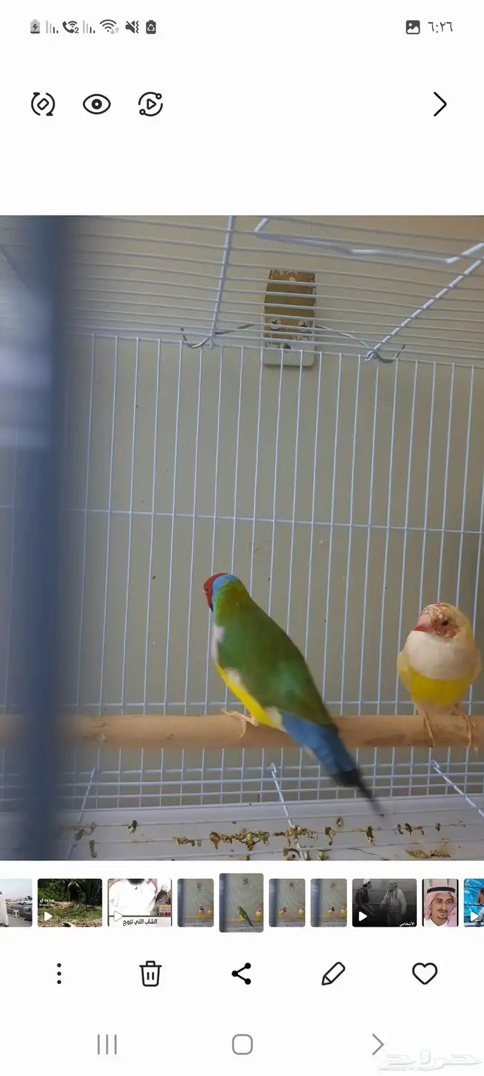 زوج قولدن منتج 2