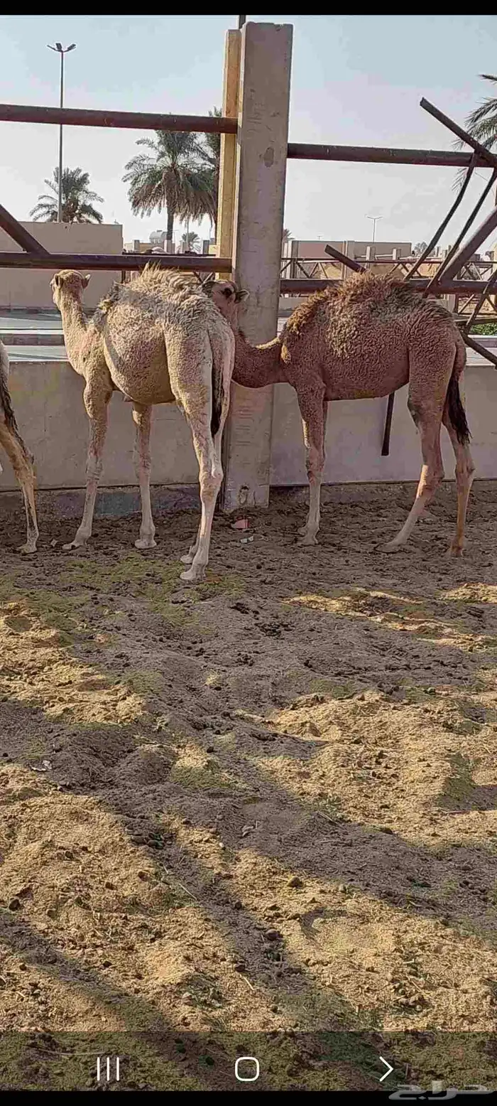 للبيع ناقه زحشد 2 1