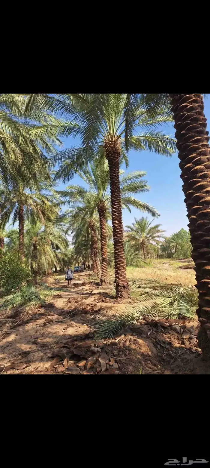توريد وترحيل النخيل جميع مناطق مملكه 6