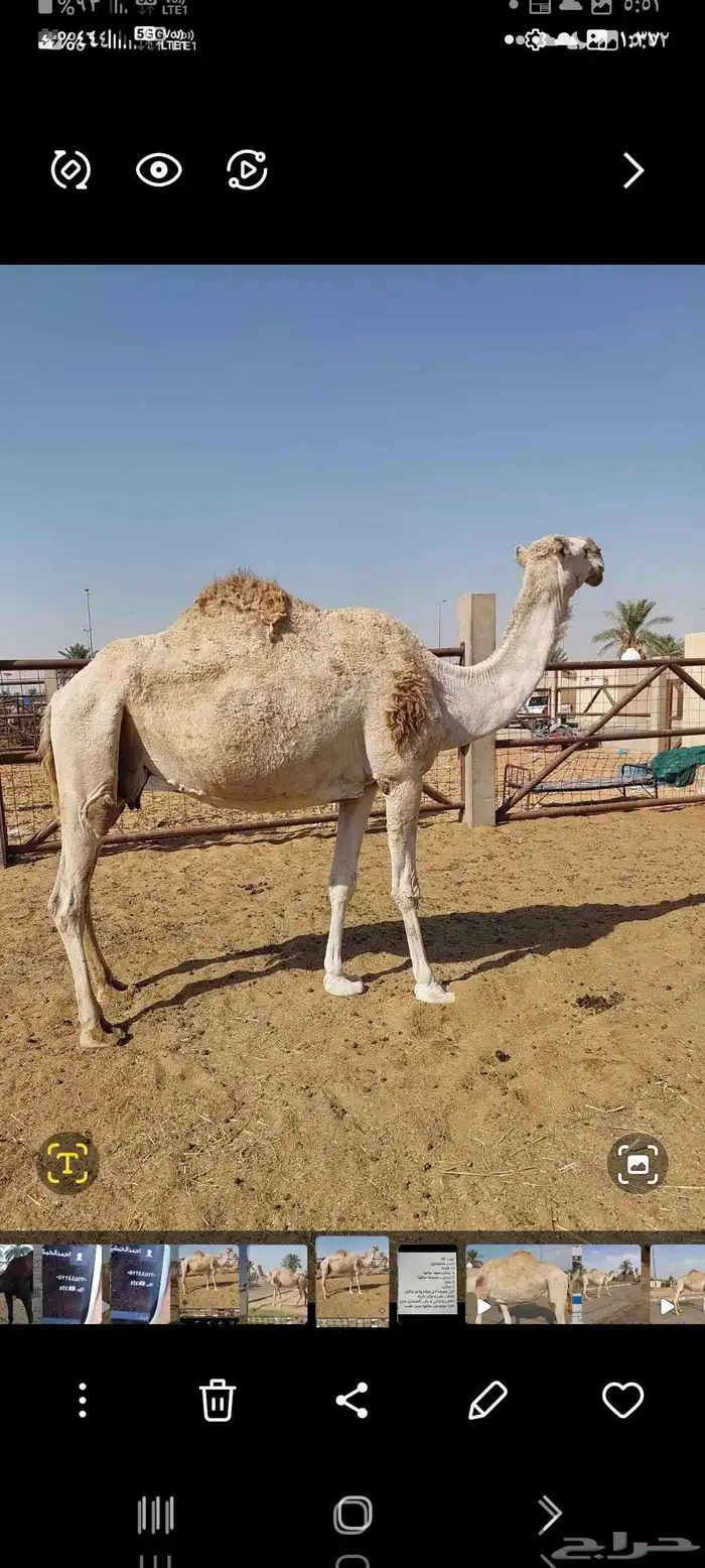 للبيع ناقه زحشد 2 0