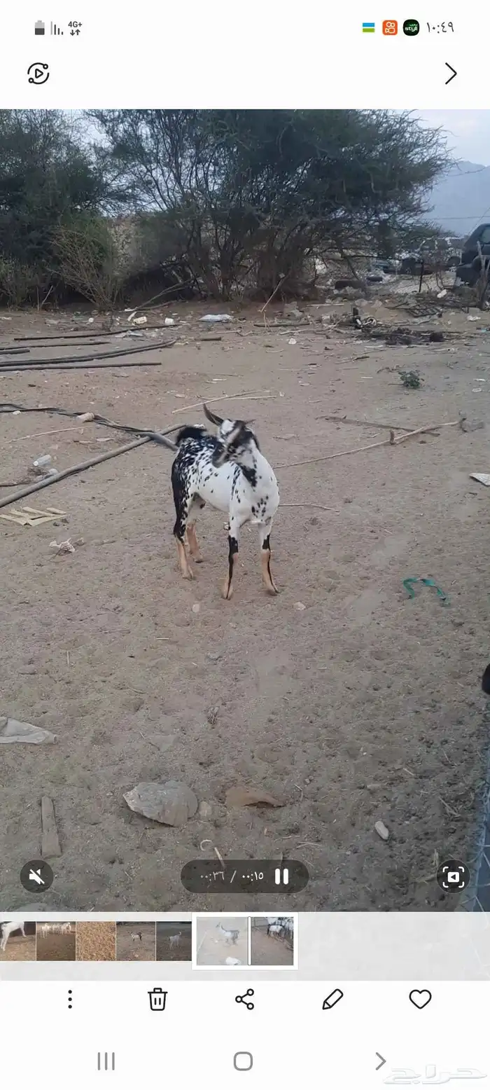 تيس بيشي مخصي جذع 0