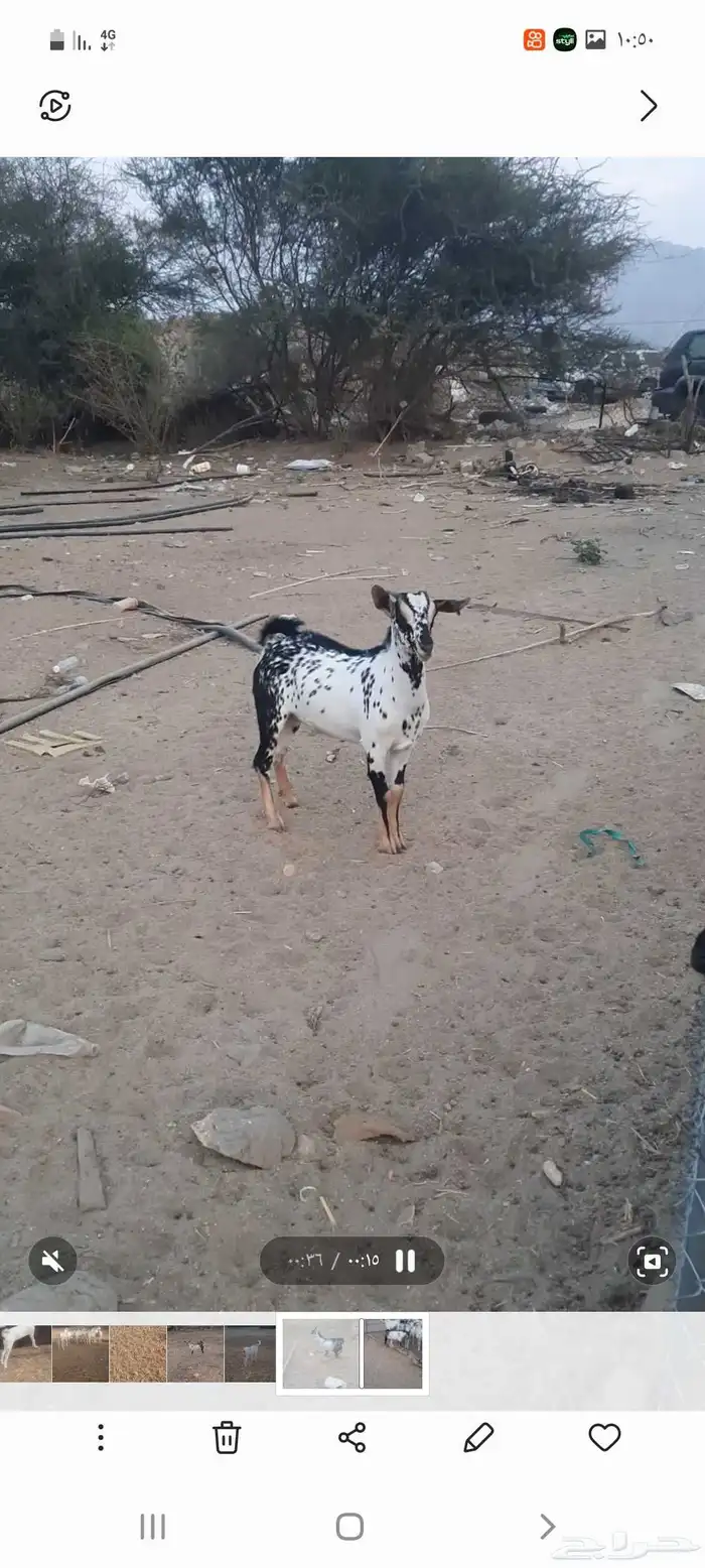 تيس بيشي مخصي جذع 1