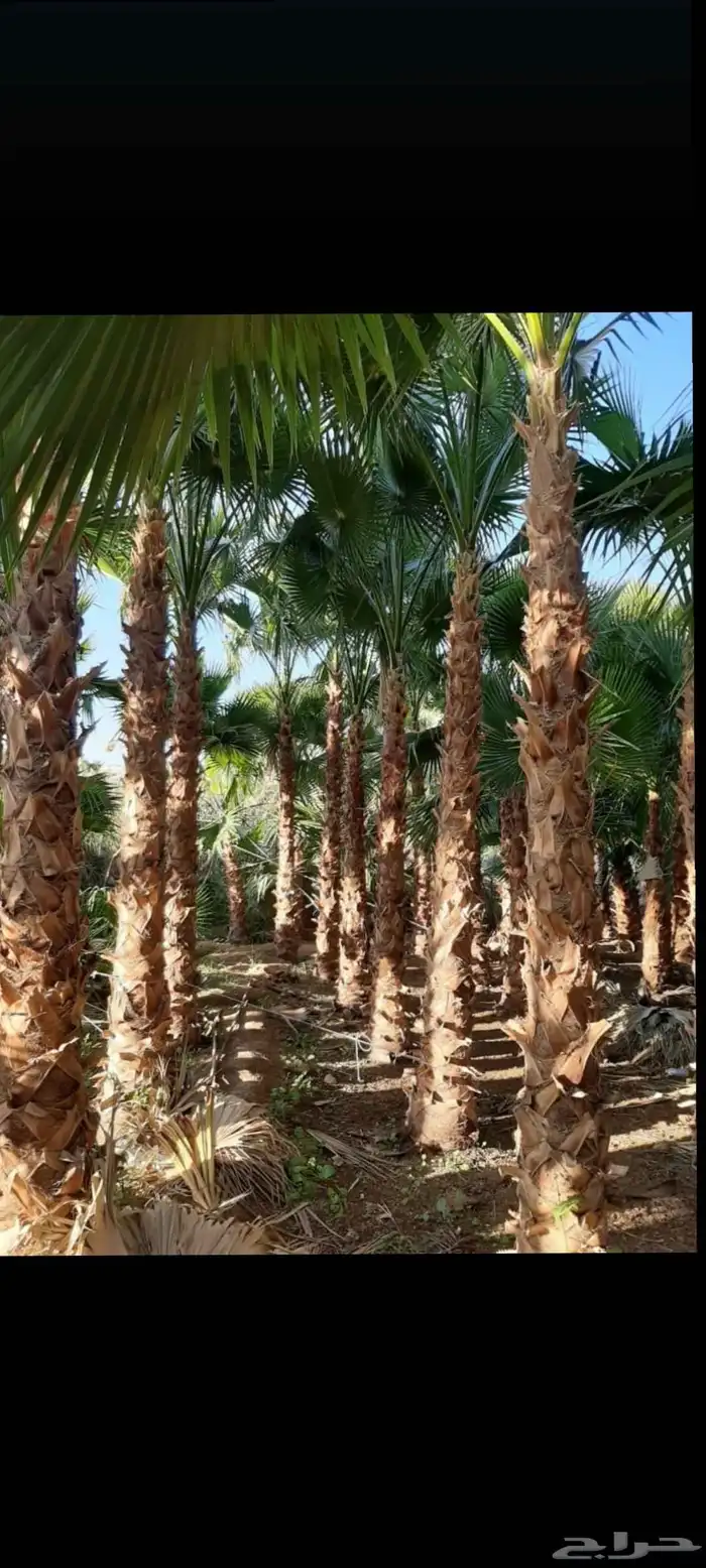 توريد وترحيل النخيل جميع مناطق مملكه 9