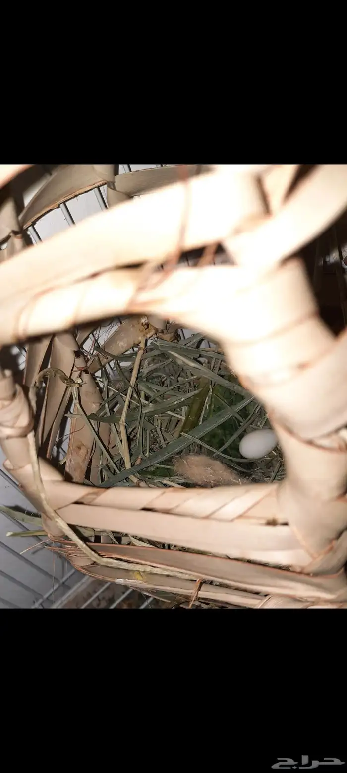 زوج قولدن منتج 1