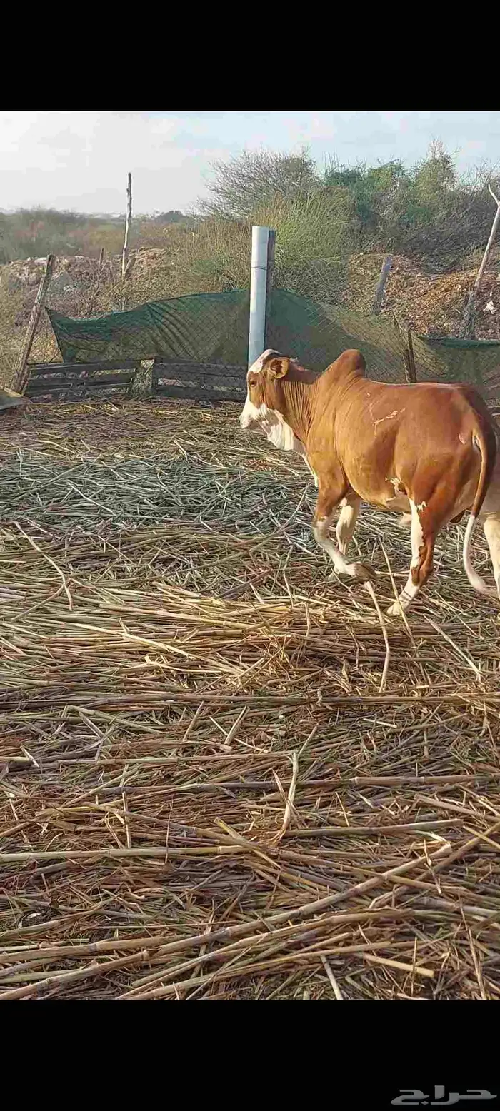 حسيل بلدي شرط مقفل شحم ولحم سمييين العمر حول تسعه شهور 1