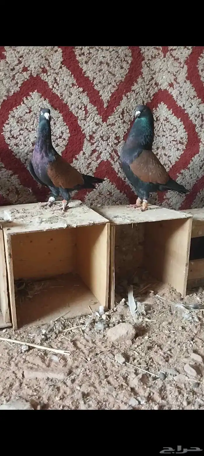 ازواج شاميه..حقل 2