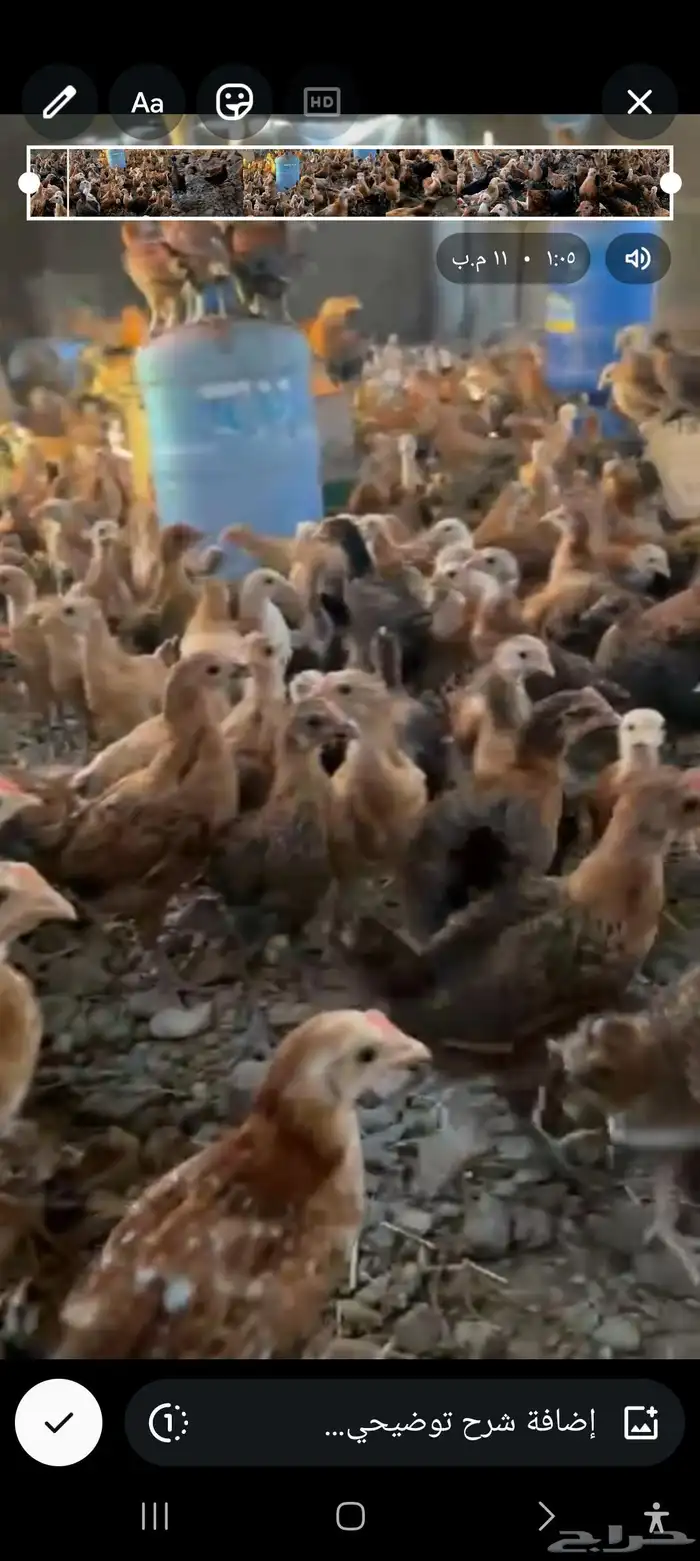 صوص بلدي للبيع 0