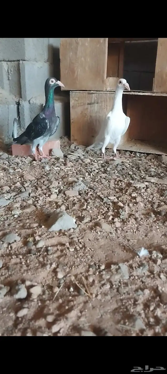 ازواج شاميه..حقل 3