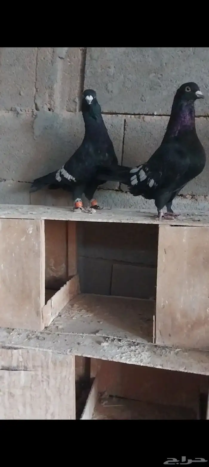 ازواج شاميه..حقل 0