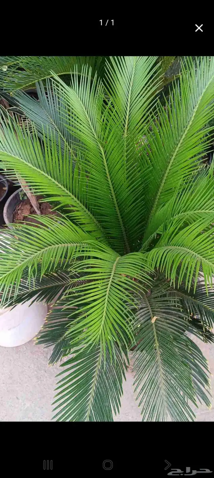 زراعة الأحواض 9