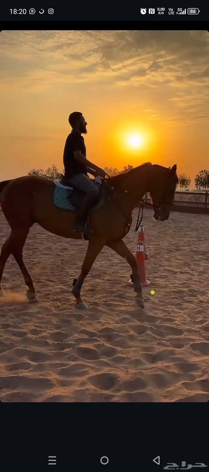 مدرب دريساج وقفز الحواجز 2