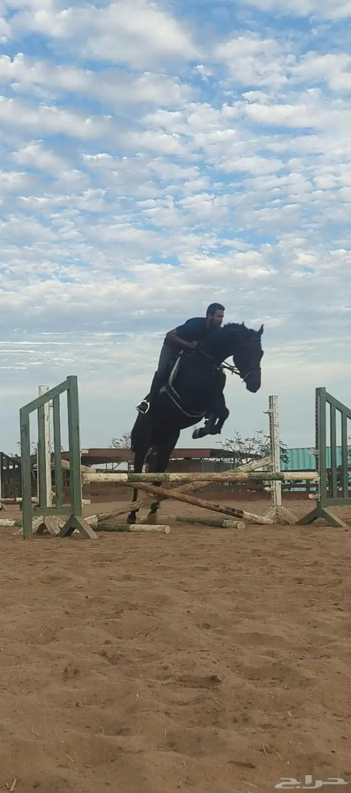 مدرب دريساج وقفز الحواجز 4