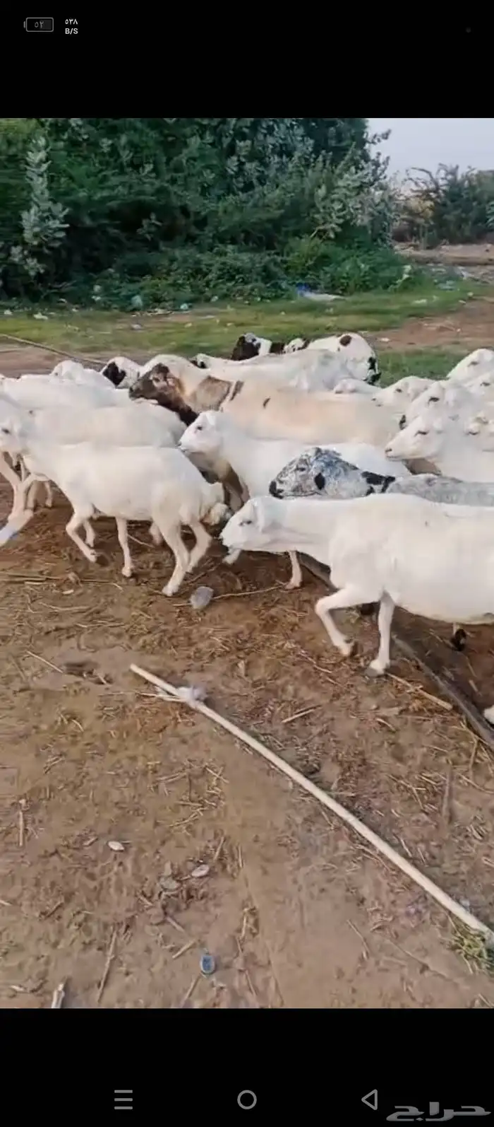 ضان رفد بلدي دفيع قرايب على شرط 2