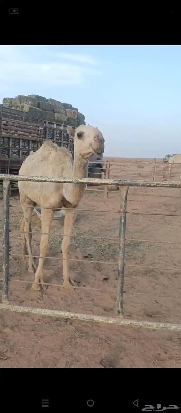 بكره كفوو شقحى 0