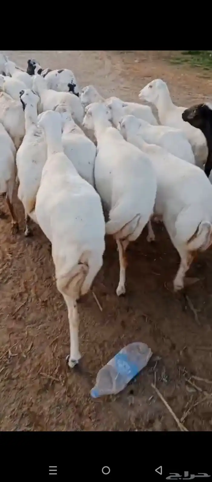 ضان رفد بلدي دفيع قرايب على شرط 1