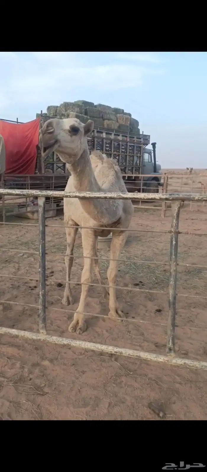 بكره كفوو شقحى 1