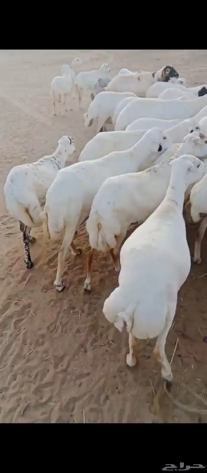 ضان رفد بلدي دفيع قرايب على شرط 0