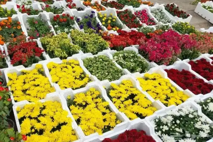 مشتل الزرع الطبيعي 6