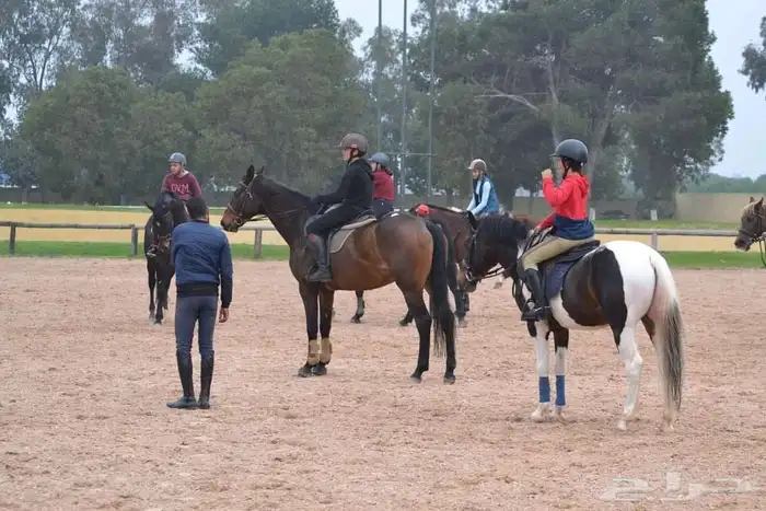 مدرب دريساج وقفز الحواجز 7
