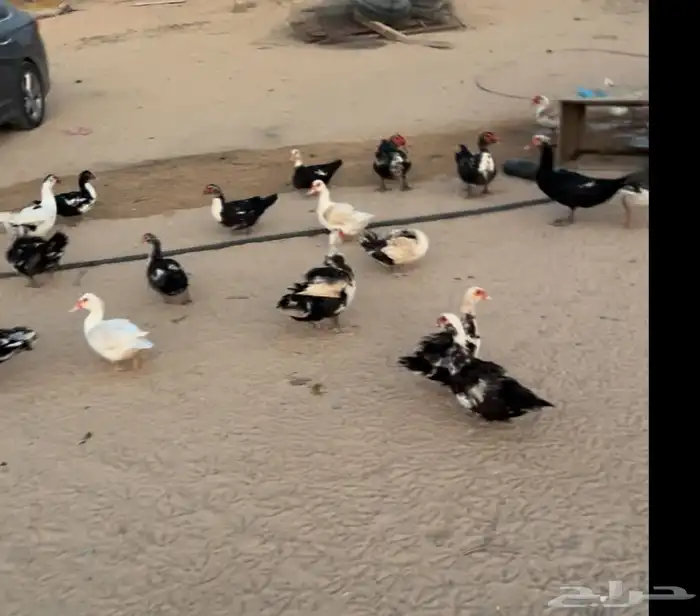 فروخ بط مصري 1