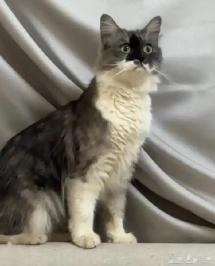 قطه ضايعه حصلت قطه ضايعه بالقادسيه واحد عنداسواق نقطه القاد 4