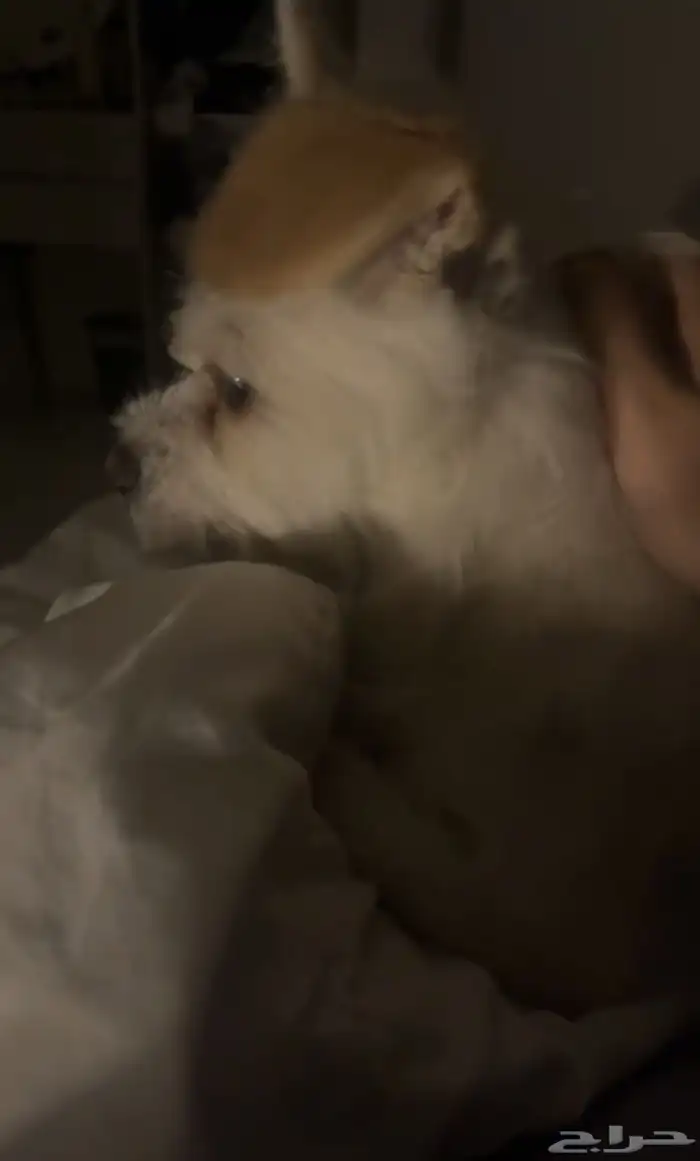 كلب للتبني 1